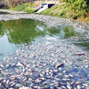 Thousands of Dead fish surface in Hebbal Lake