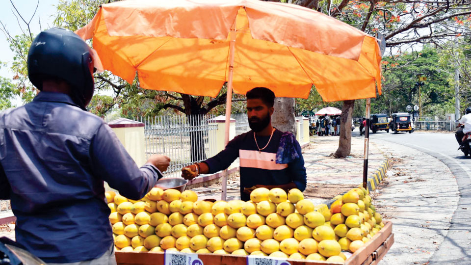 Mysuru markets await Mangoes