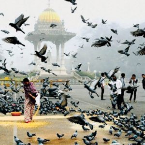 Ban feeding pigeons in front of Mysore Palace North Gate    
