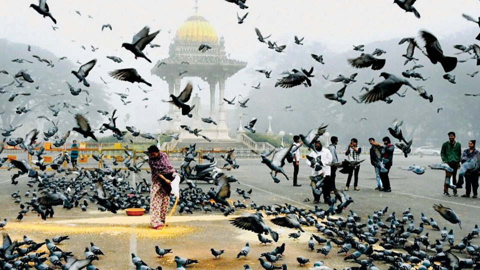 Ban feeding pigeons in front of Mysore Palace North Gate    