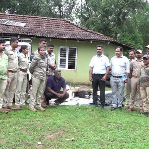 Indian Gaur hunted in Kodagu forest; 570 kgs of meat seized