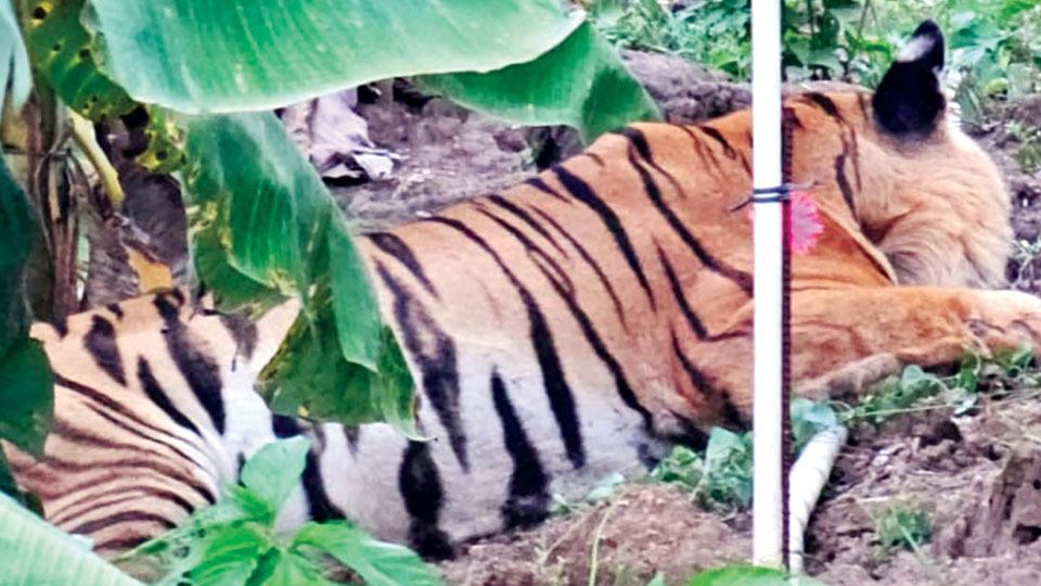 Tiger rescued from banana plantation