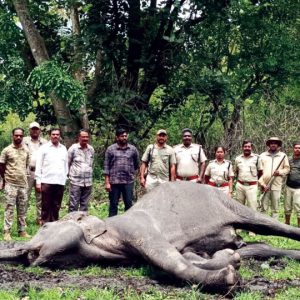 Female elephant dies in Bandipur