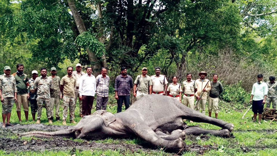 Female elephant dies in Bandipur