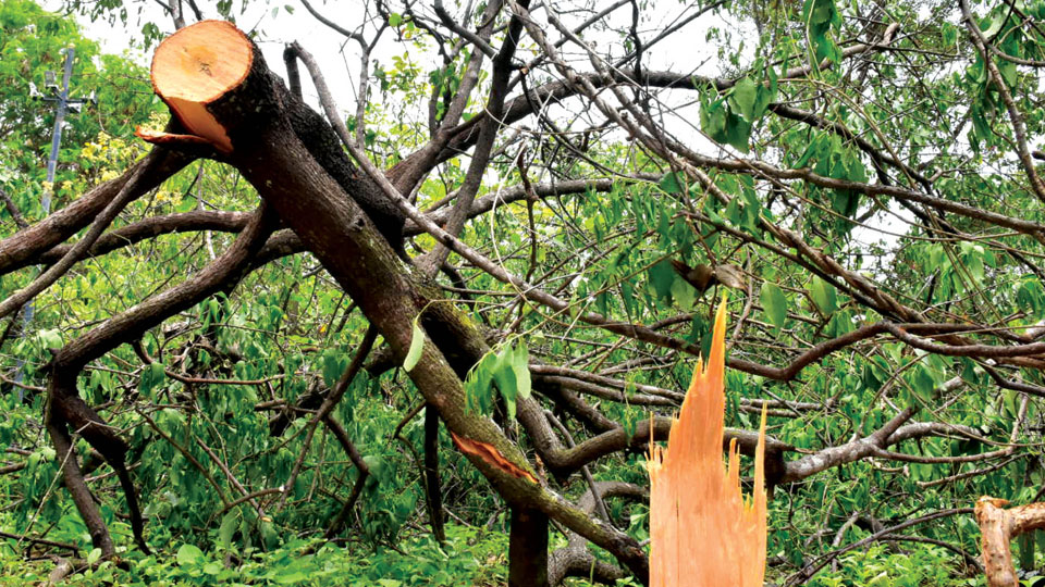 Sandalwood tree stolen