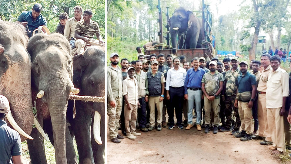 Relocated tusker travels 100 kms back to Kodagu in just six days