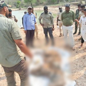Tiger carcass found in Bandipur