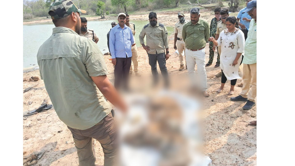 Tiger carcass found in Bandipur