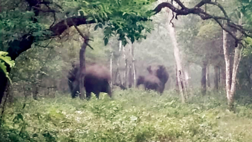 Three-day elephant census in three States from May 23
