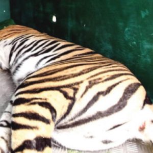 Tiger rescued from passion fruit farm