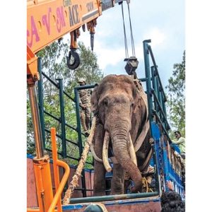 Wild elephant captured at Gopalaswamy Hill range