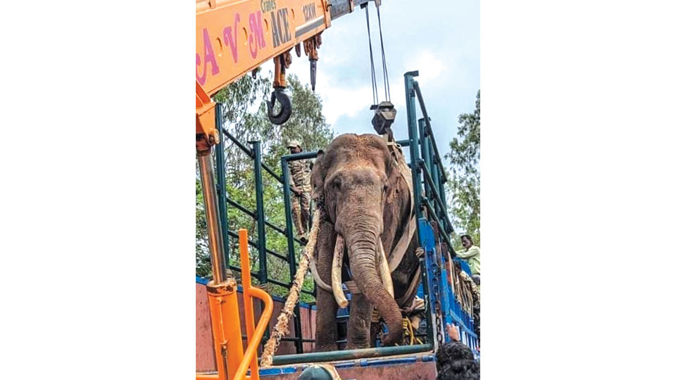 Wild elephant captured at Gopalaswamy Hill range