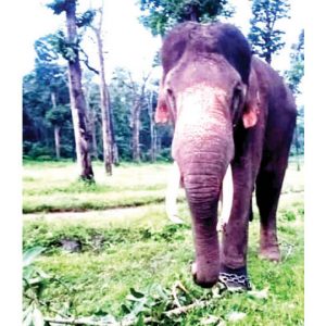 Dasara elephant Ashwathama dies