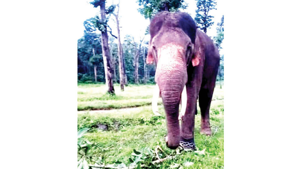 Dasara elephant Ashwathama dies
