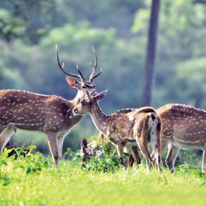 Bandipur beckons with greenery, wildlife