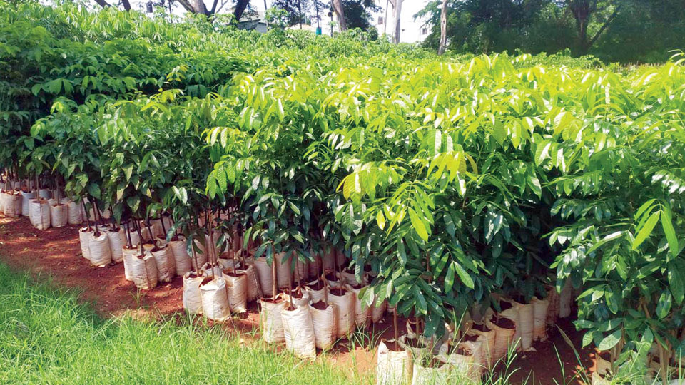 Increasing green cover in Mysuru: Forest Dept. grows 3.29 lakh saplings at six nurseries