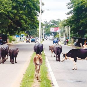 When cows outnumber cars in M.G. Road Market area