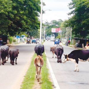Unrestrained stray cattle menace, a perpetual issue goes unchecked