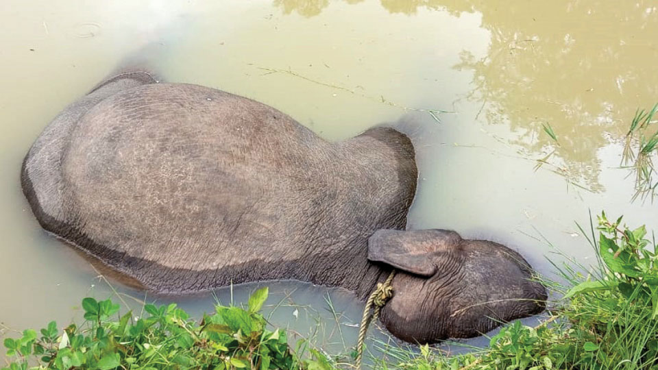 Two wild elephants die in Kodagu
