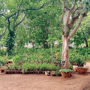 A novel way to keep Cheluvamba Park greener