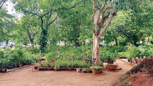 A novel way to keep Cheluvamba Park greener - Star of Mysore