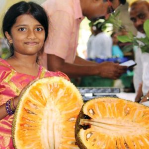 Jackfruit Festival in city on June 15 and 16