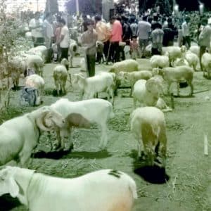 Bakrid on June 17: Sheep Fair turns Millennium Circle busy