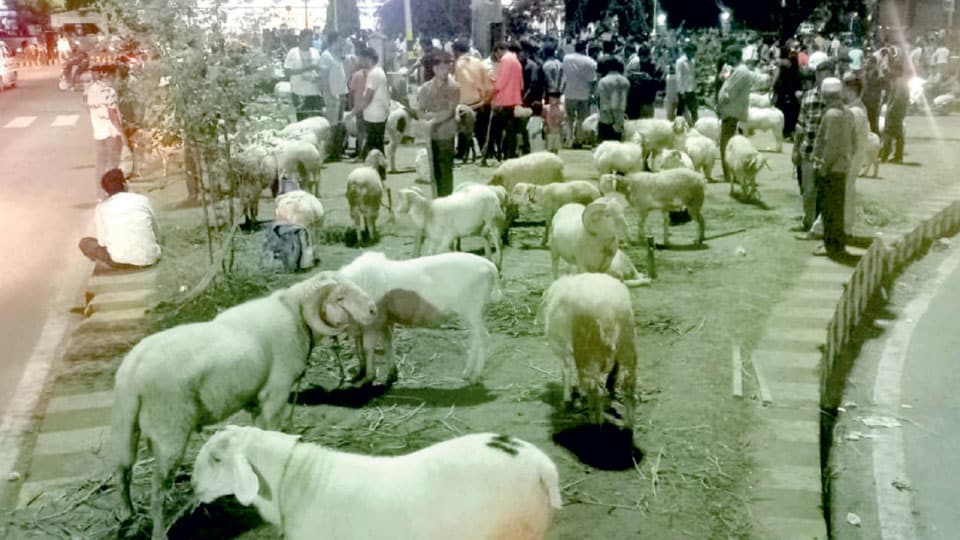 Bakrid on June 17: Sheep Fair turns Millennium Circle busy