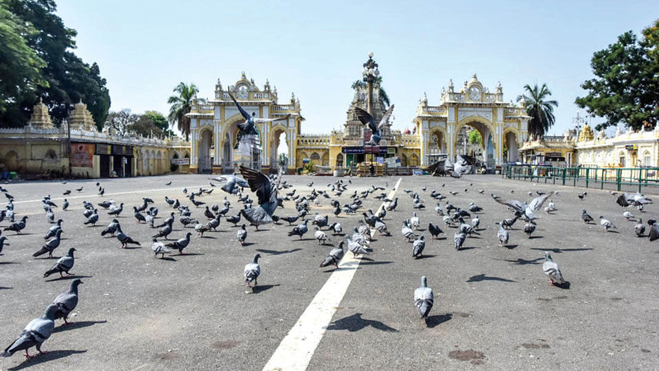 Check feeding of pigeons near Mysore Palace: DC tells officials