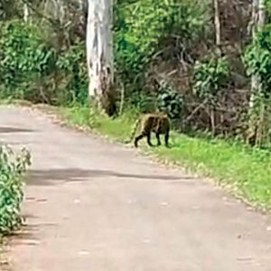 Tiger spotted in outskirts of Mysuru
