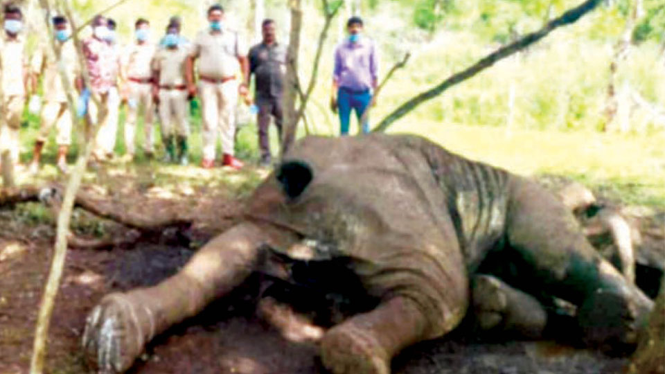 Wild elephant found dead in Nagarahole Forest