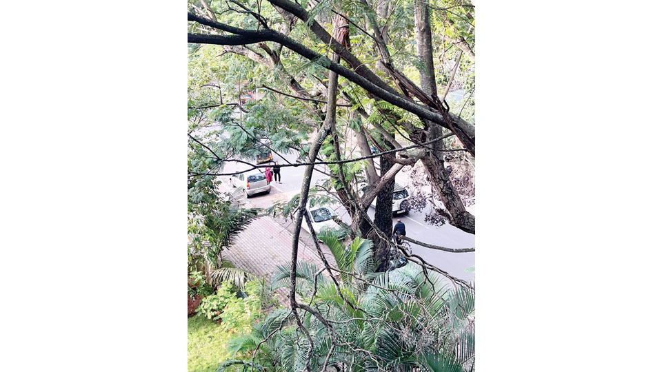 Dangerously hanging tree branch in Chamarajapuram