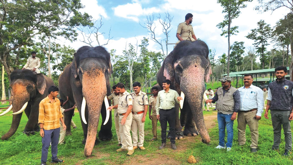Preparation for Dasara festival begins: 18 elephants shortlisted; Gajapayana likely on Aug. 9 or 11 