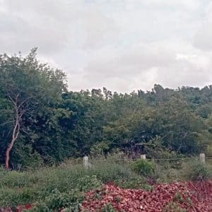 H.D. Kote’s Malleshwara Gudda proposed as Reserved Forest