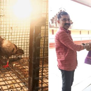 Pigeon from Kerala flies to Bhagamandala Temple