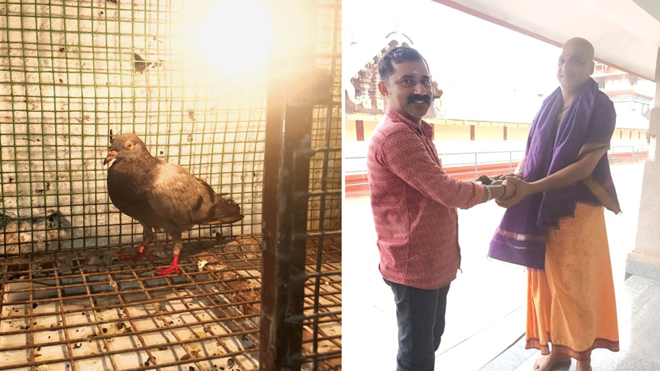 Pigeon from Kerala flies to Bhagamandala Temple