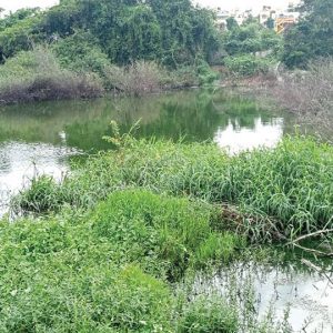 Stagnant sewage and rain water in park emanating foul smell in Sathagalli 1st Stage