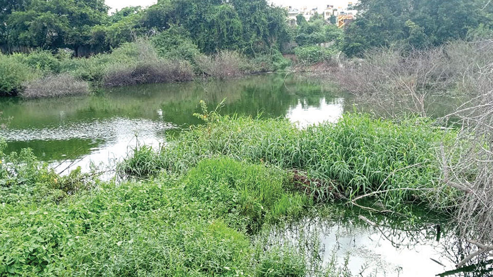 Stagnant sewage and rain water in park emanating foul smell in Sathagalli 1st Stage