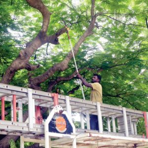 MCC starts citywide pruning of trees