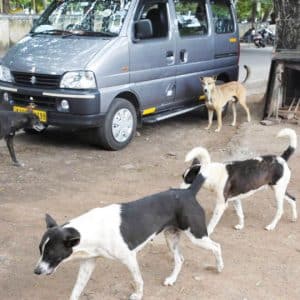 Stray dog menace: MCC must set up a help desk