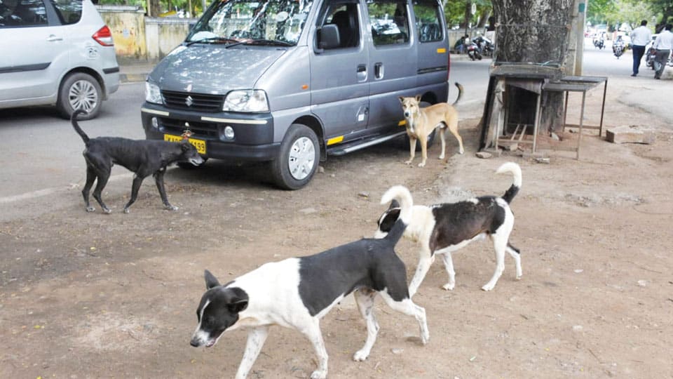 Stray dog menace: MCC must set up a help desk