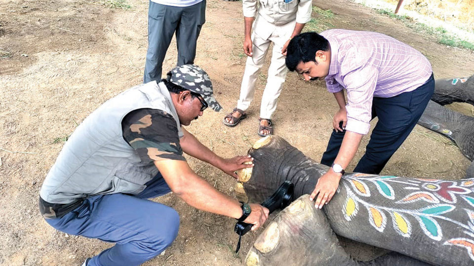 Metal Detector to keep Dasara elephants under check