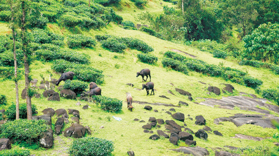 Wayanad landslide tragedy: Fur and feather survivors seek their missing caretakers