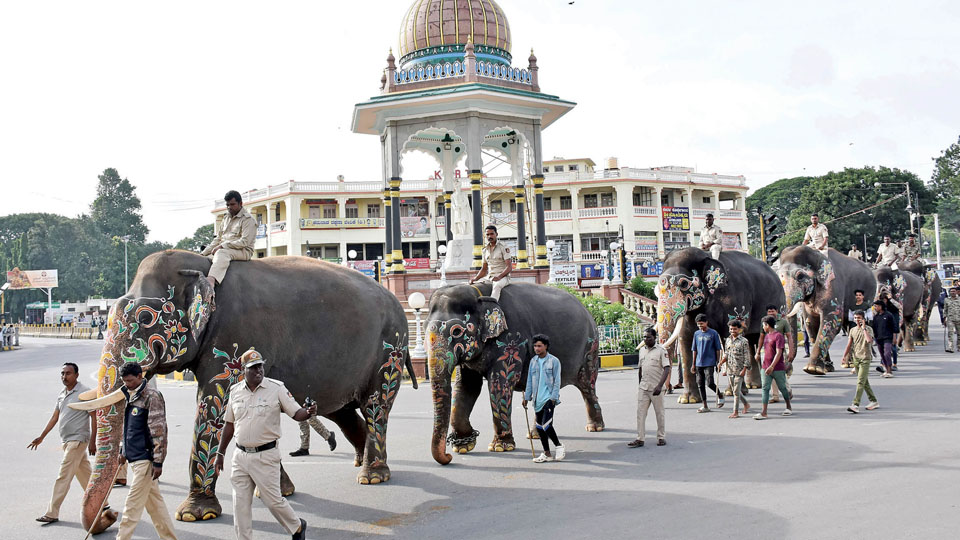 Eight elephants in first rehearsal of 2024 Dasara Jumboo Savari