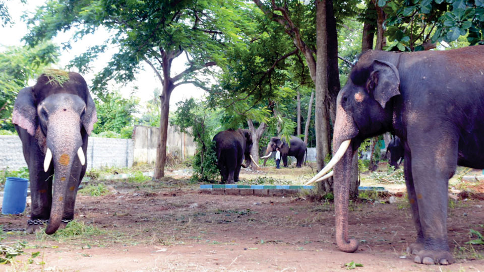 Nada Habba Mysuru Dasara from Oct. 3 to 12: Dasara jumbos at Aranya Bhavan