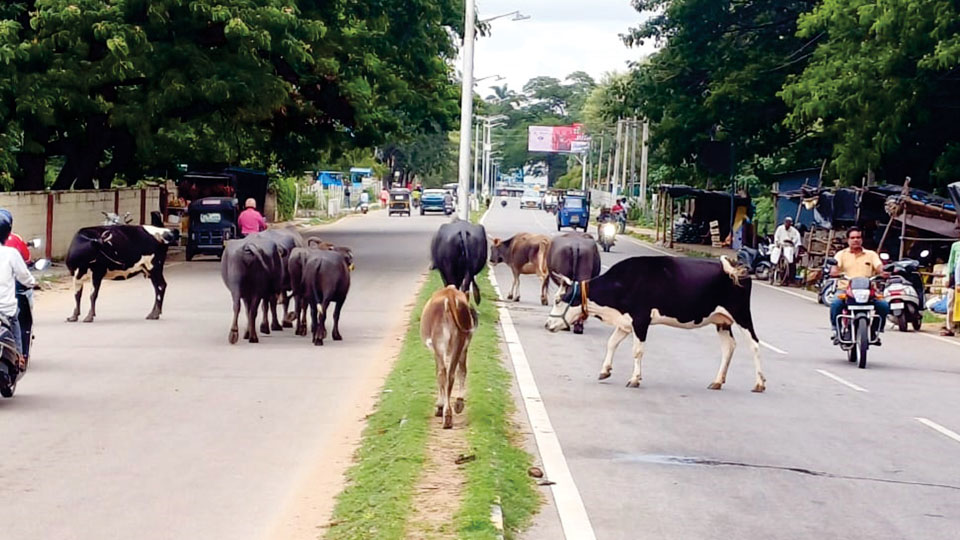 Menace of stray cattle returns to M.G. Road