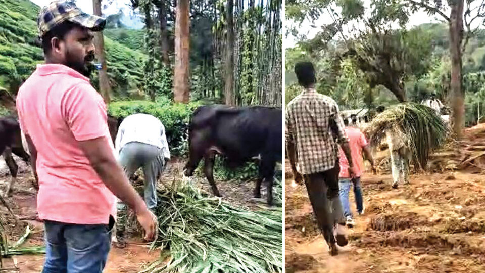 PFA Mysuru provides critical aid to animals in Wayanad