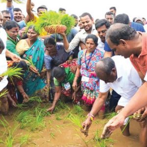 Union Minister HDK, his son take part in paddy transplantation at Mandya