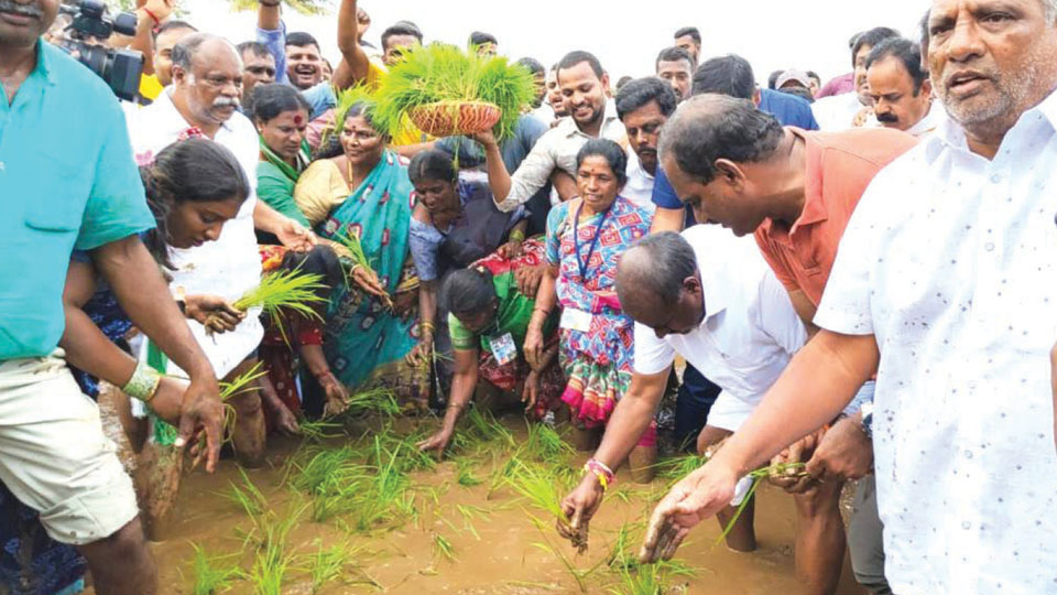 Union Minister HDK, his son take part in paddy transplantation at Mandya