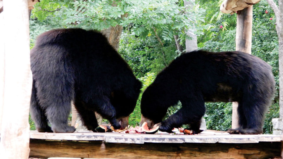 Sloth bear enclosure inaugurated at Zoo